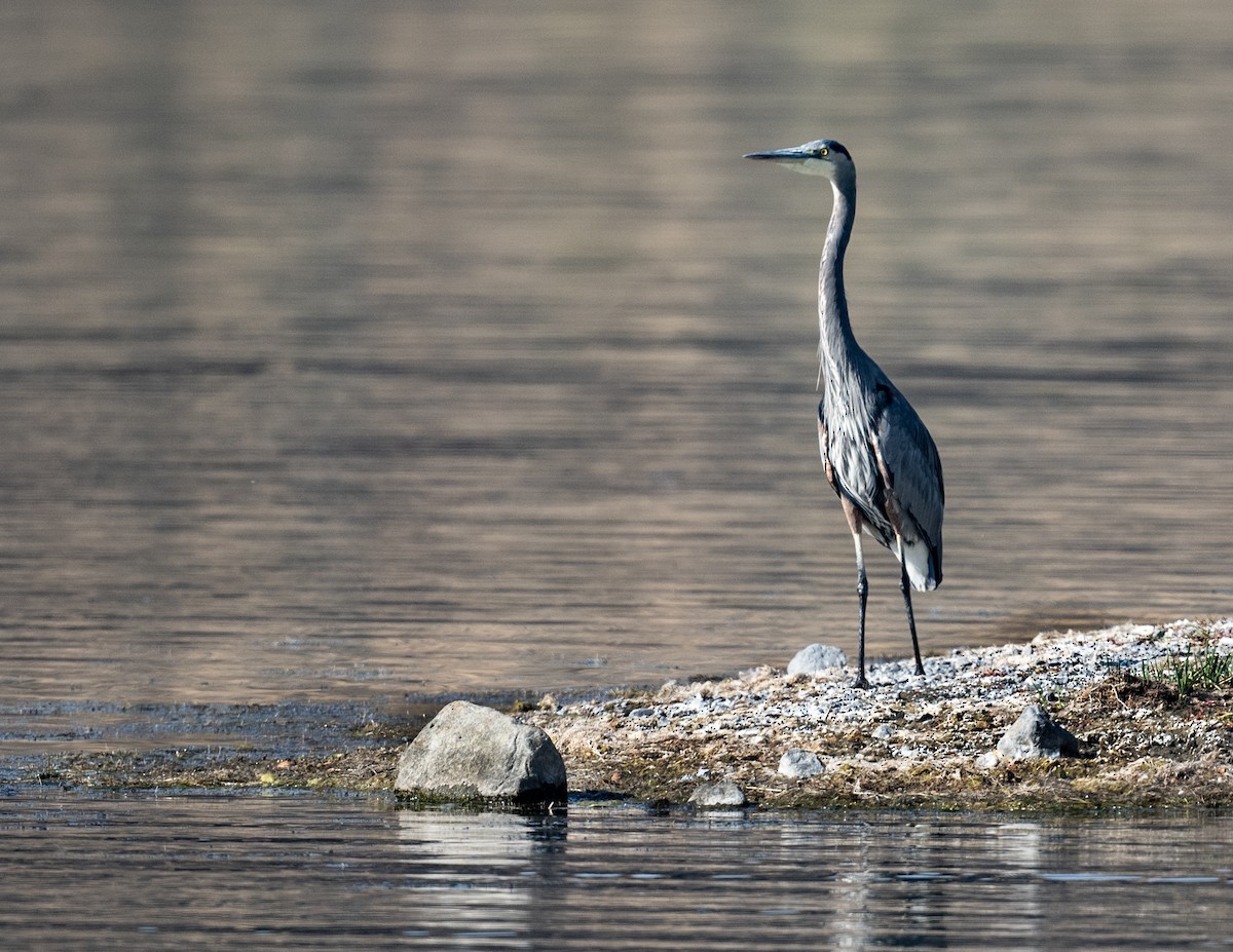 Great Blue Heron - ML643018300