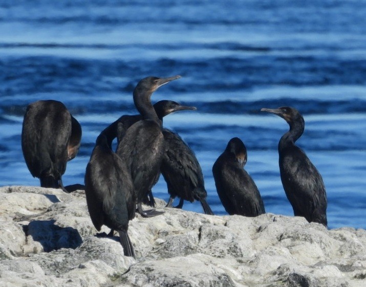 Brandt's Cormorant - ML643018301