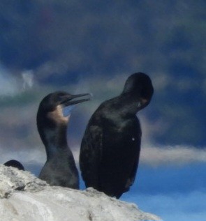 Brandt's Cormorant - ML643018303