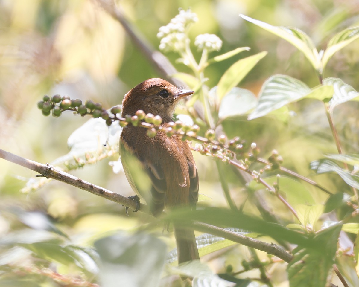Bran-colored Flycatcher - ML643018304
