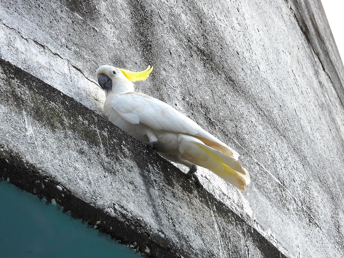 Sulphur-crested Cockatoo - ML643018305
