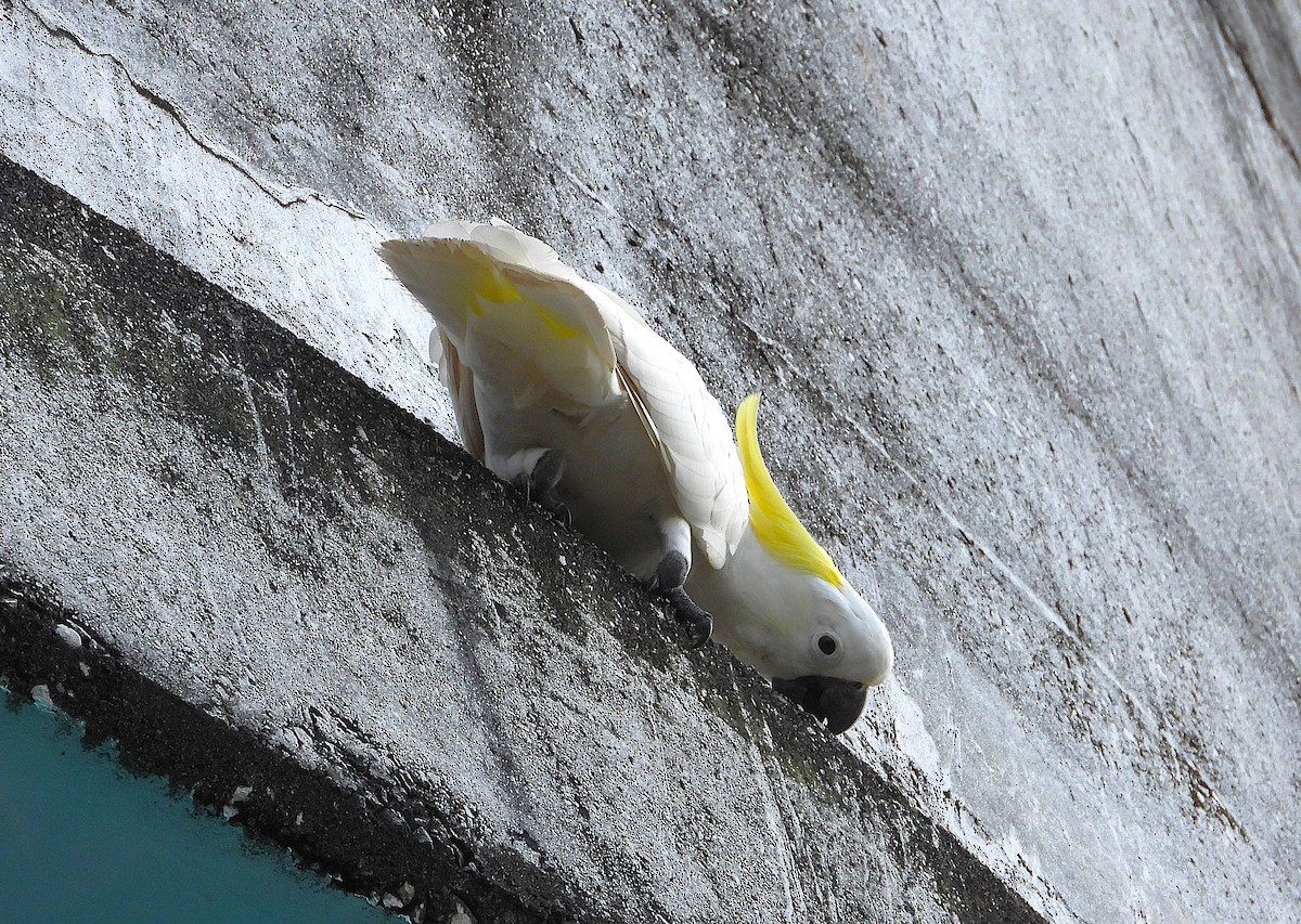 Sulphur-crested Cockatoo - ML643018306