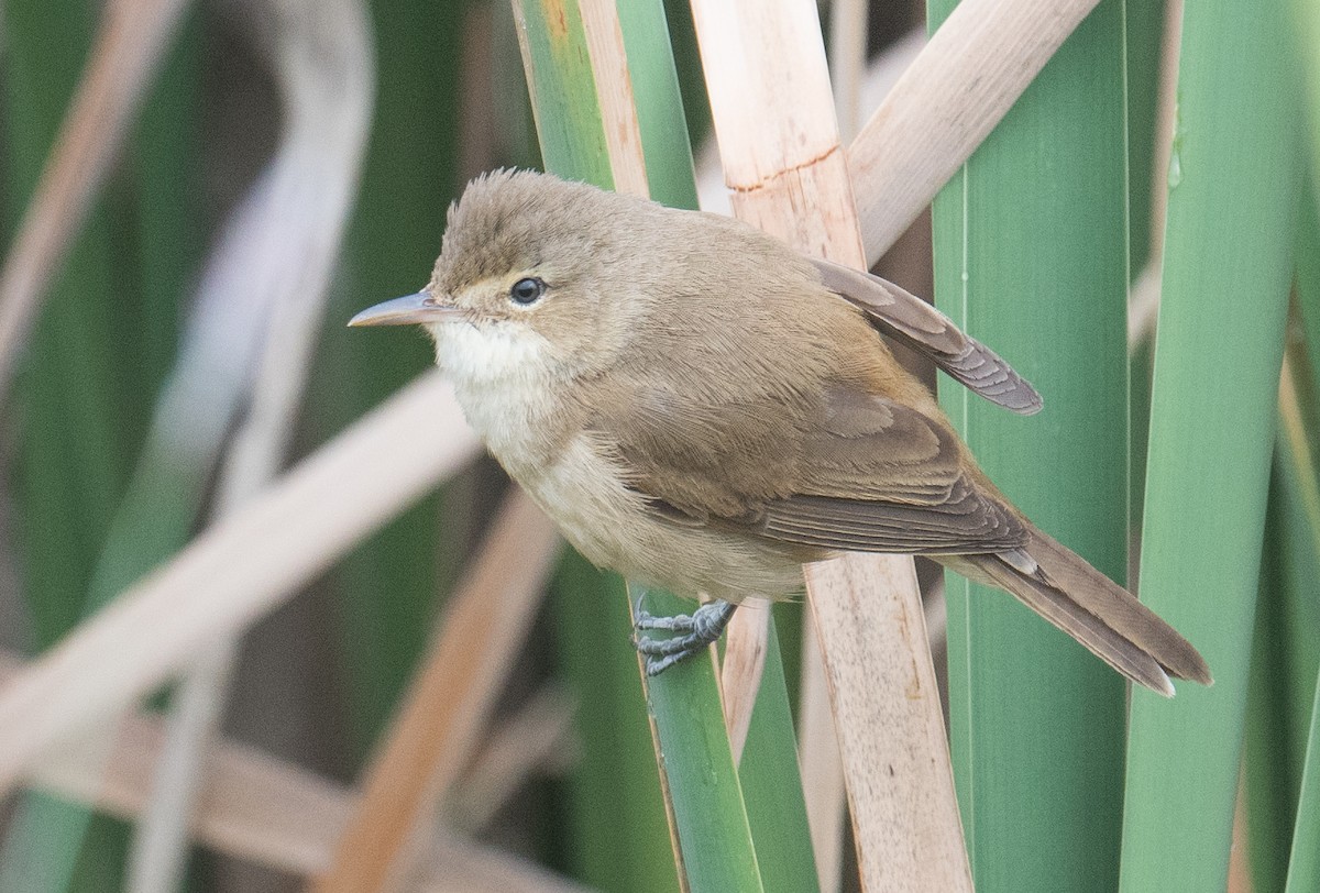 Australian Reed Warbler - ML643018307