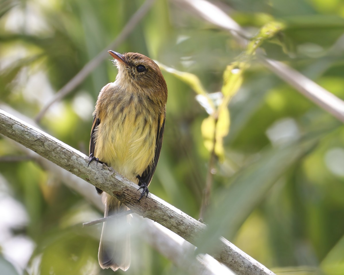 Bran-colored Flycatcher - ML643018310
