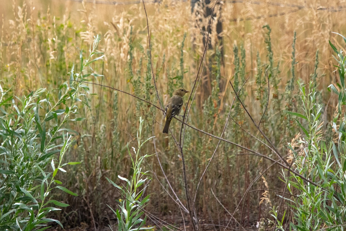 Western Tanager - ML643018311