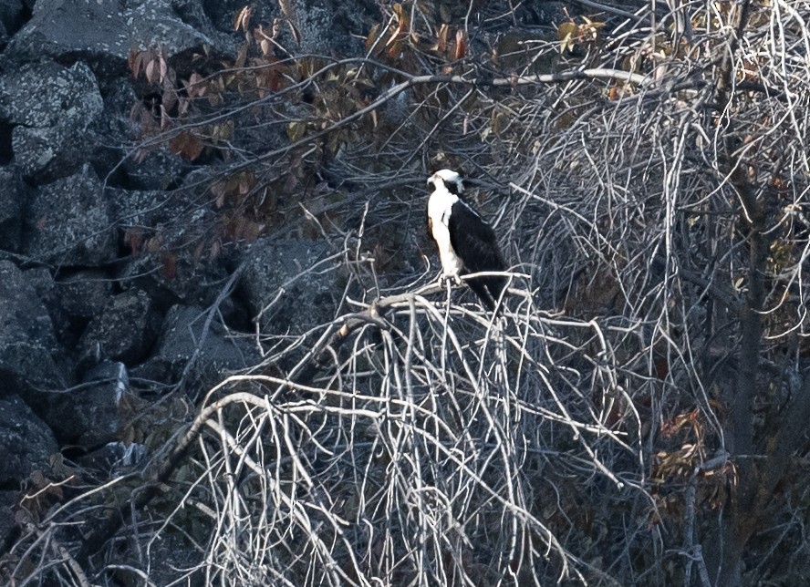 Osprey - ML643018313
