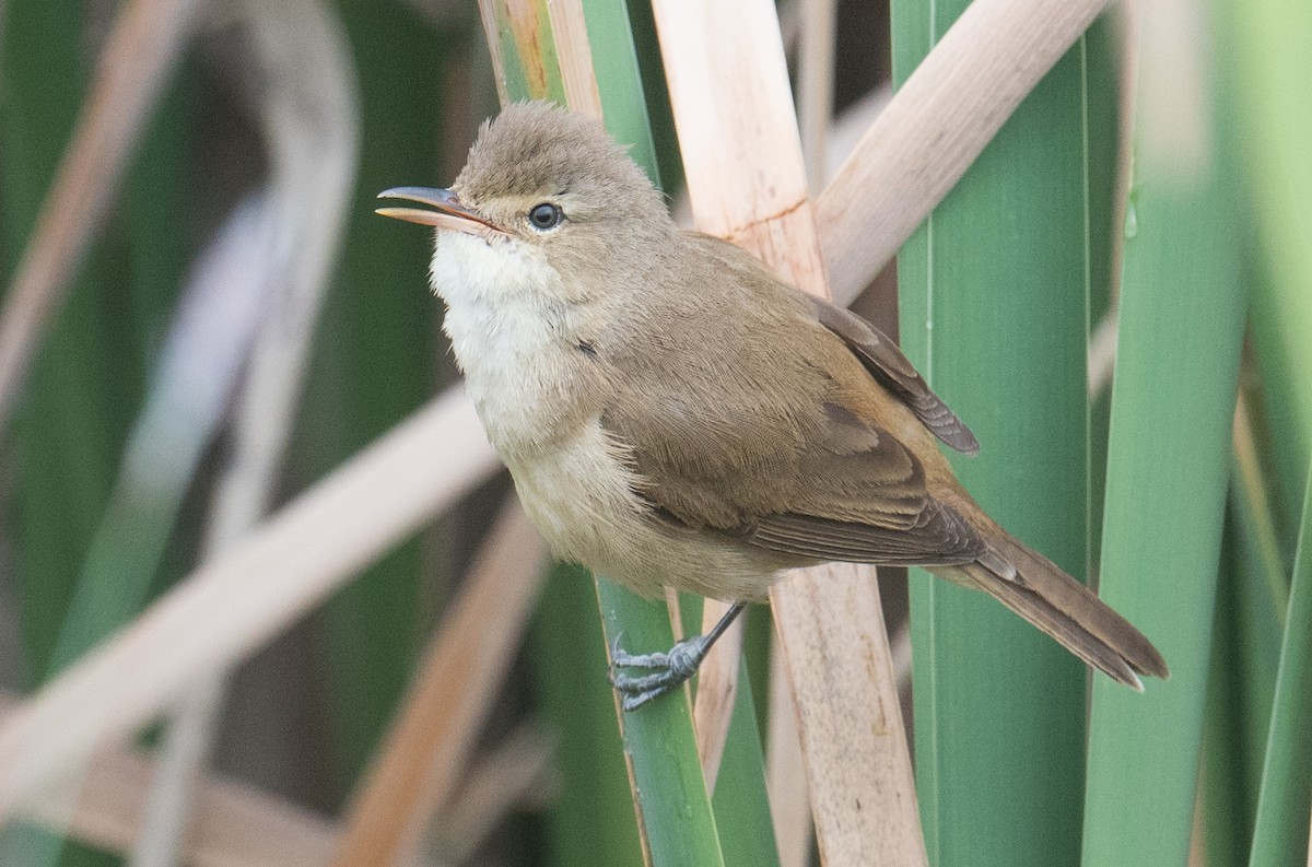 Australian Reed Warbler - ML643018315