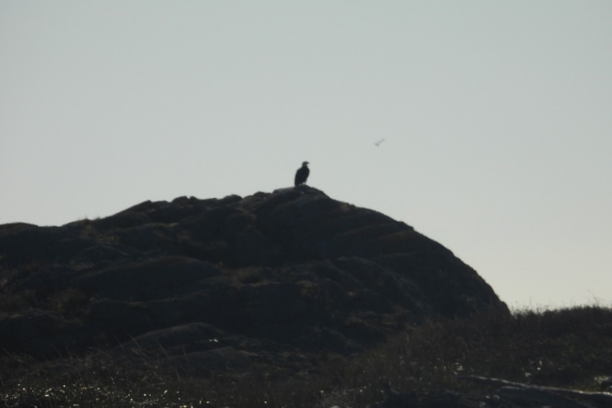 Bald Eagle - ML643018316