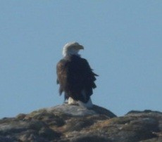 Bald Eagle - ML643018317