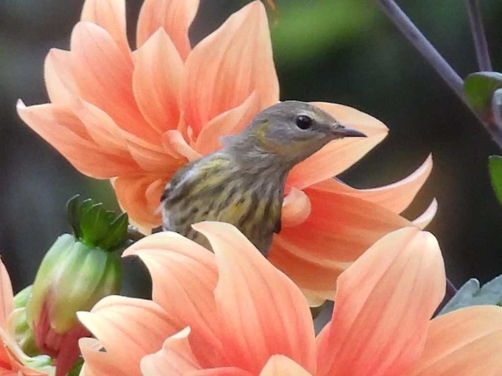 Cape May Warbler - ML643018318