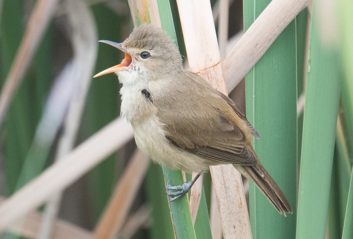 Australian Reed Warbler - ML643018319