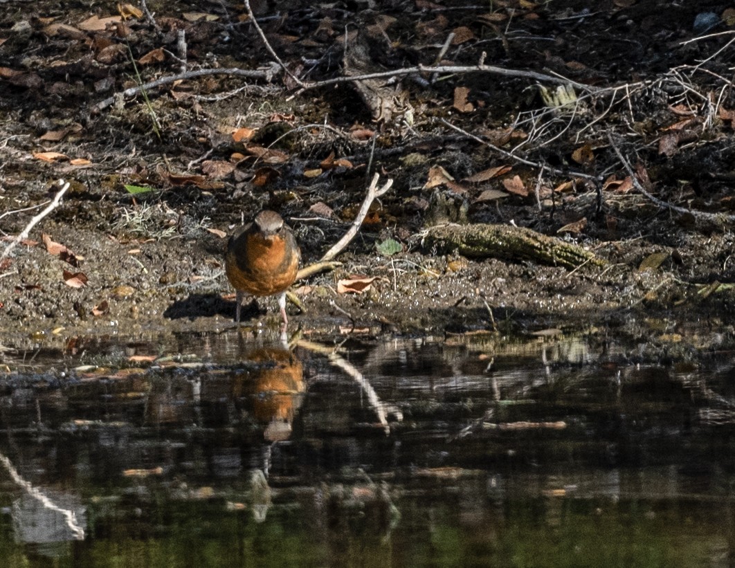 Varied Thrush - ML643018321