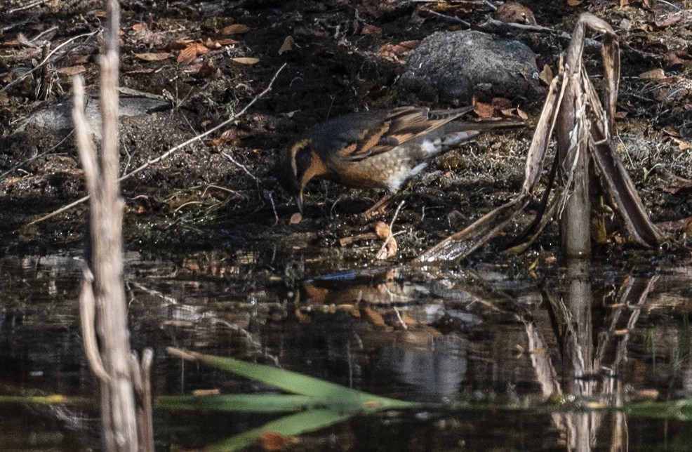 Varied Thrush - ML643018322