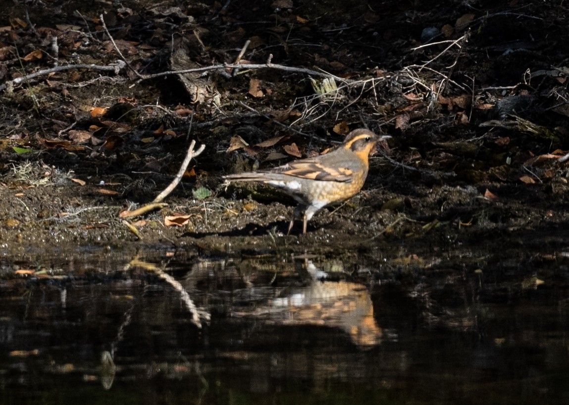 Varied Thrush - ML643018323