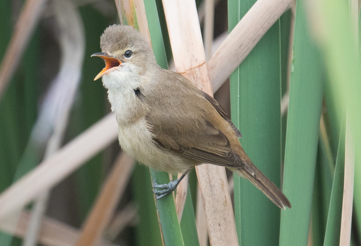 Australian Reed Warbler - ML643018324