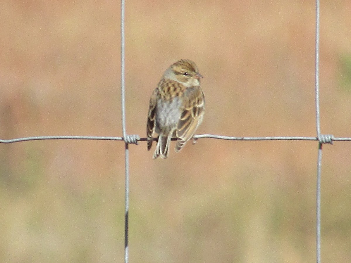 Chipping Sparrow - ML643018325