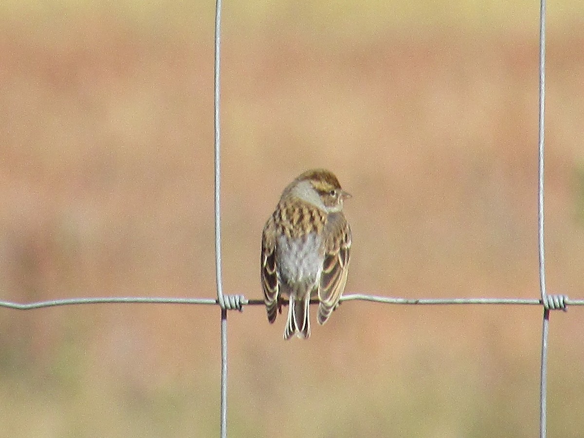 Chipping Sparrow - ML643018326