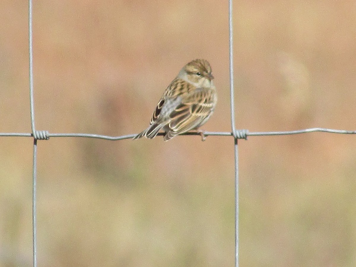 Chipping Sparrow - ML643018327