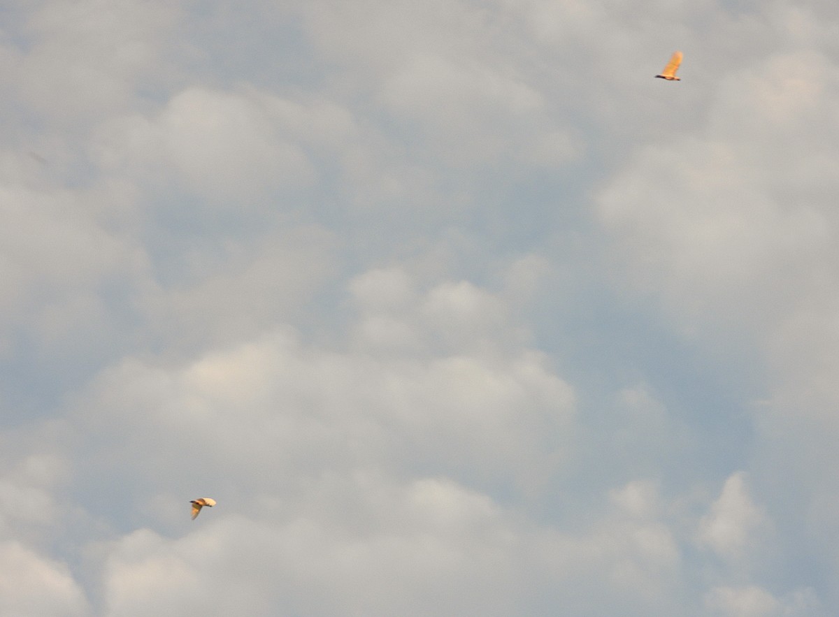 Sulphur-crested Cockatoo - ML643018328