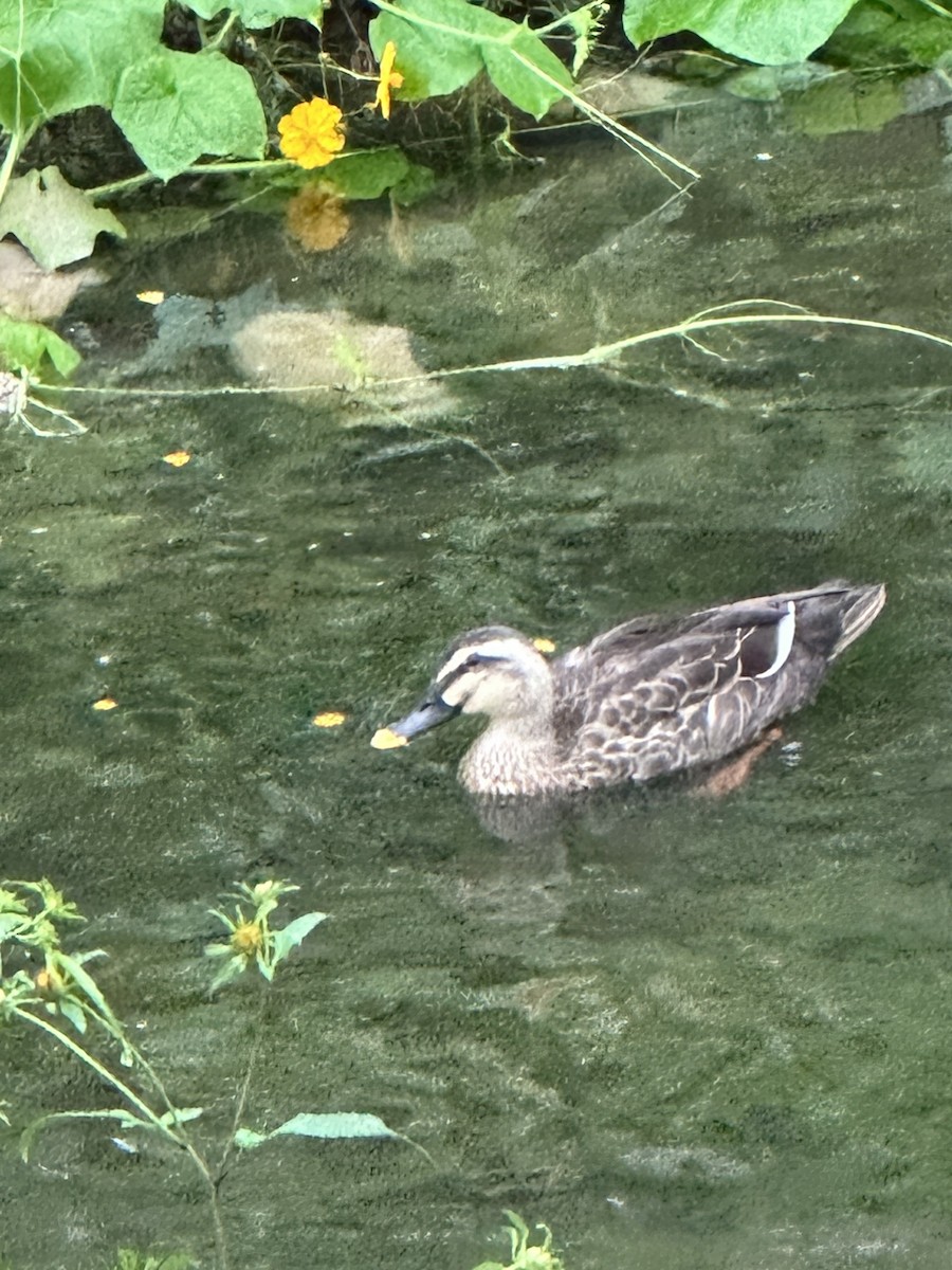 Eastern Spot-billed Duck - ML643018330