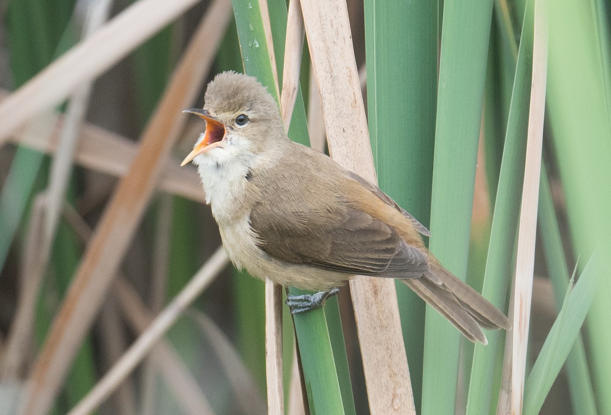 Australian Reed Warbler - ML643018331