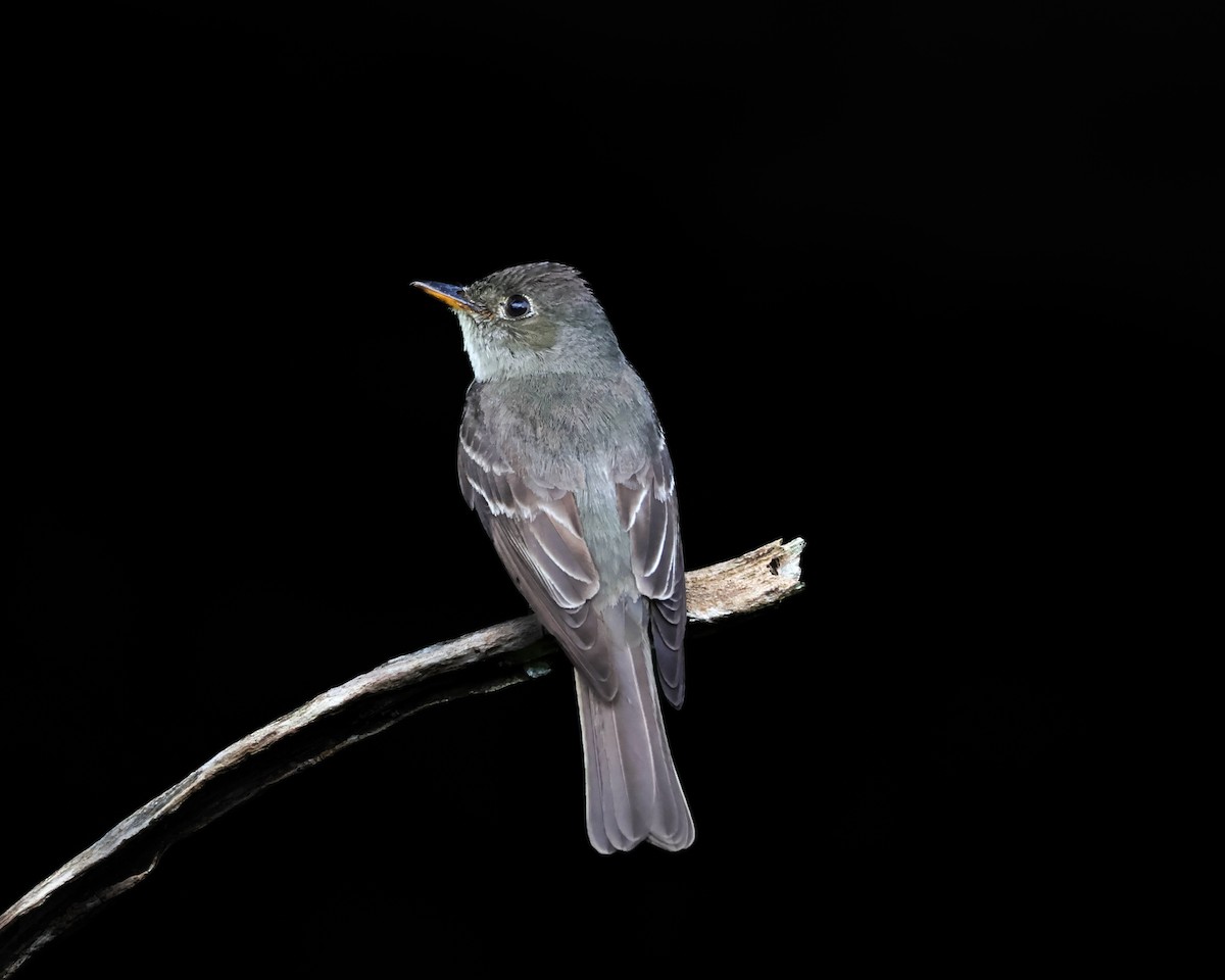 Eastern Wood-Pewee - ML643018332
