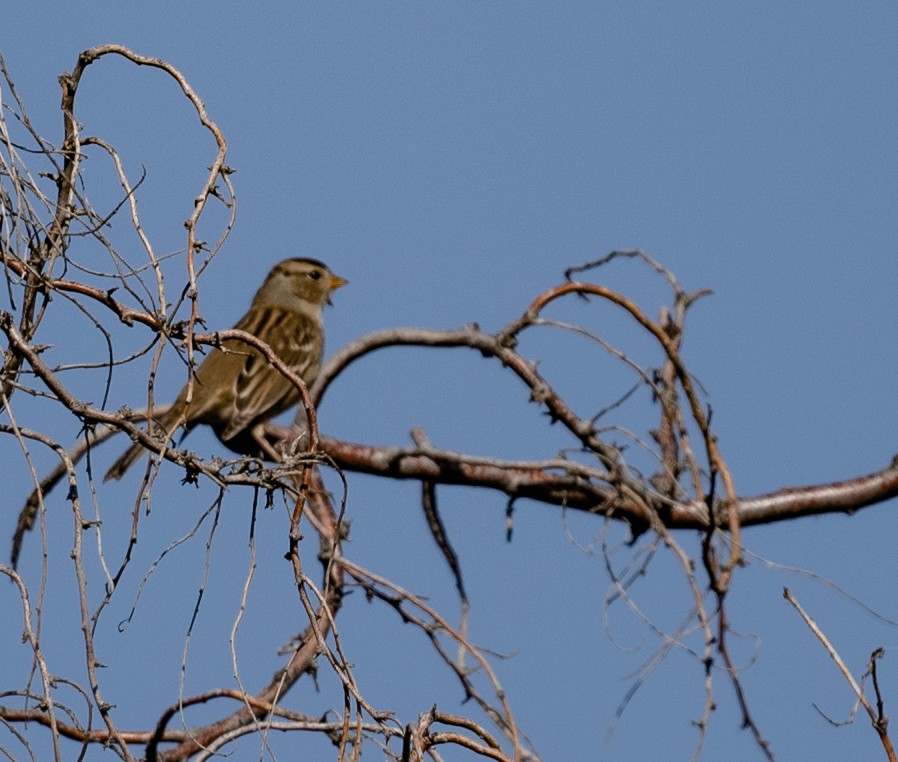 White-crowned Sparrow - ML643018333