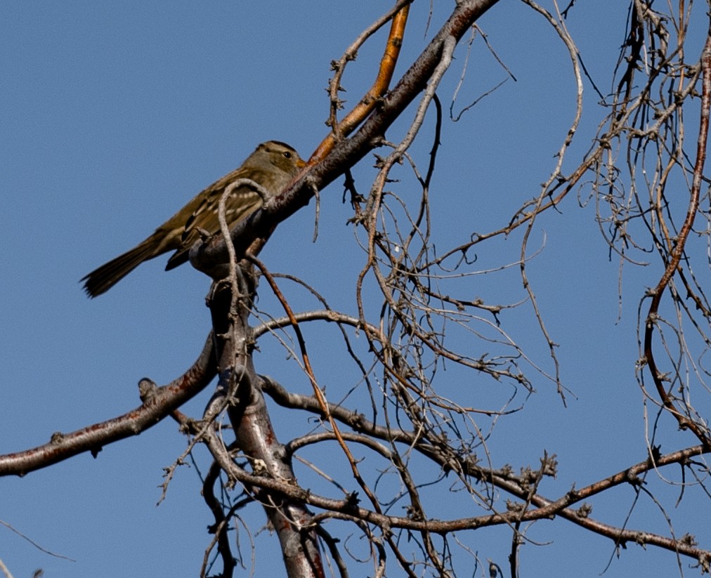 White-crowned Sparrow - ML643018334