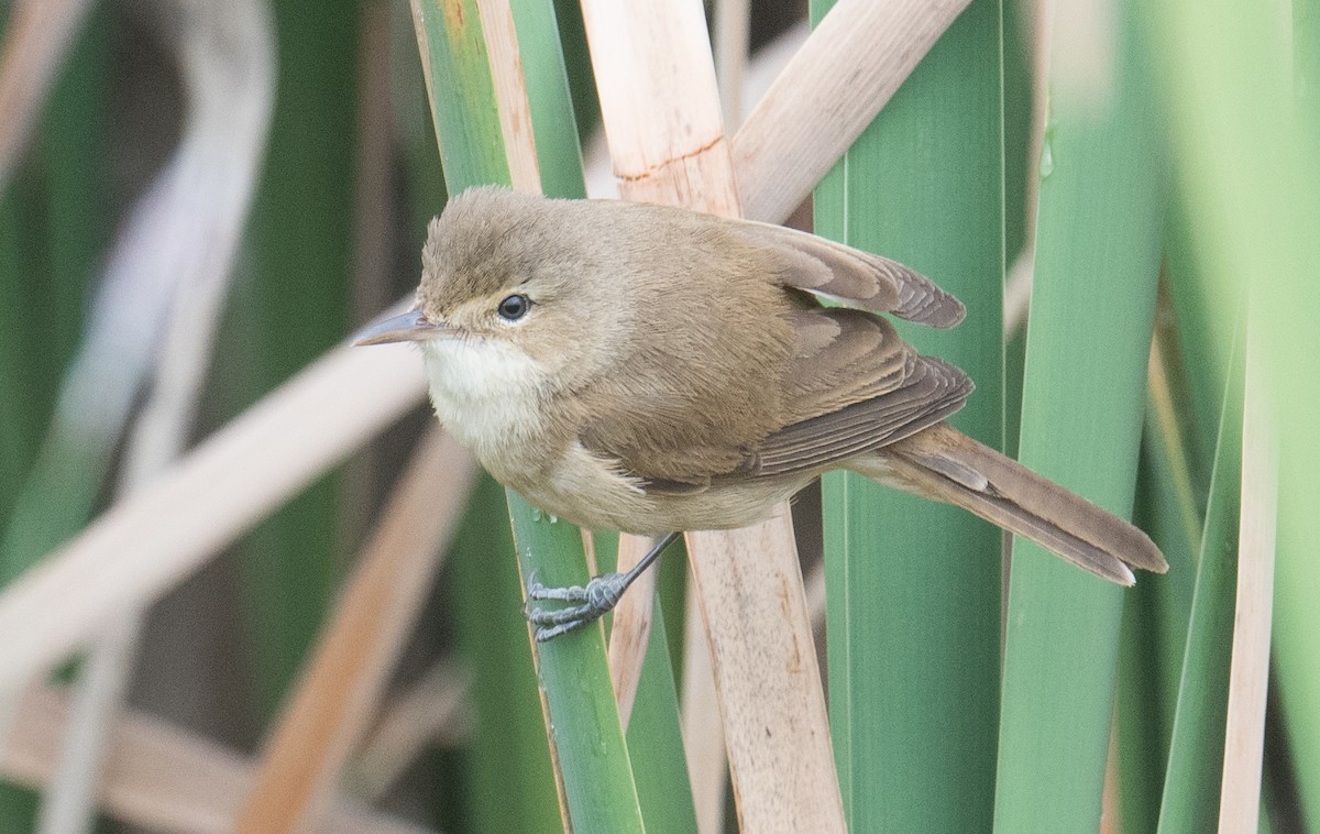 Australian Reed Warbler - ML643018335