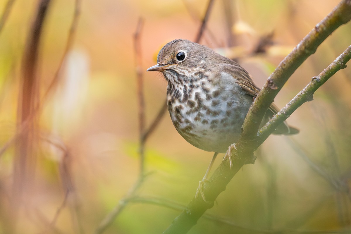 Hermit Thrush - ML643018336