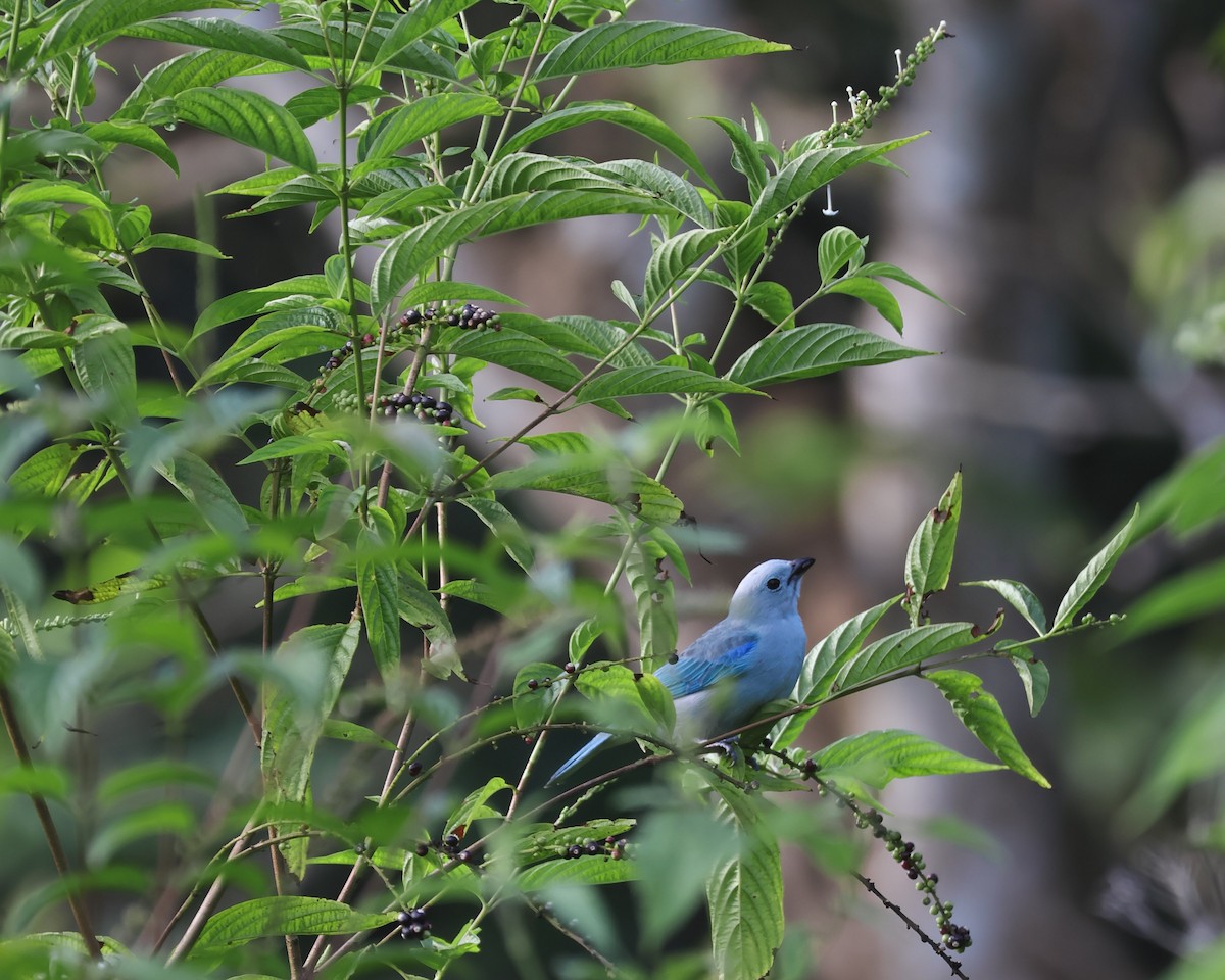 Blue-gray Tanager - ML643018339