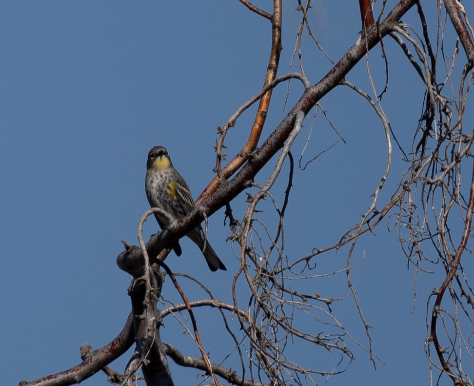 Yellow-rumped Warbler - ML643018343