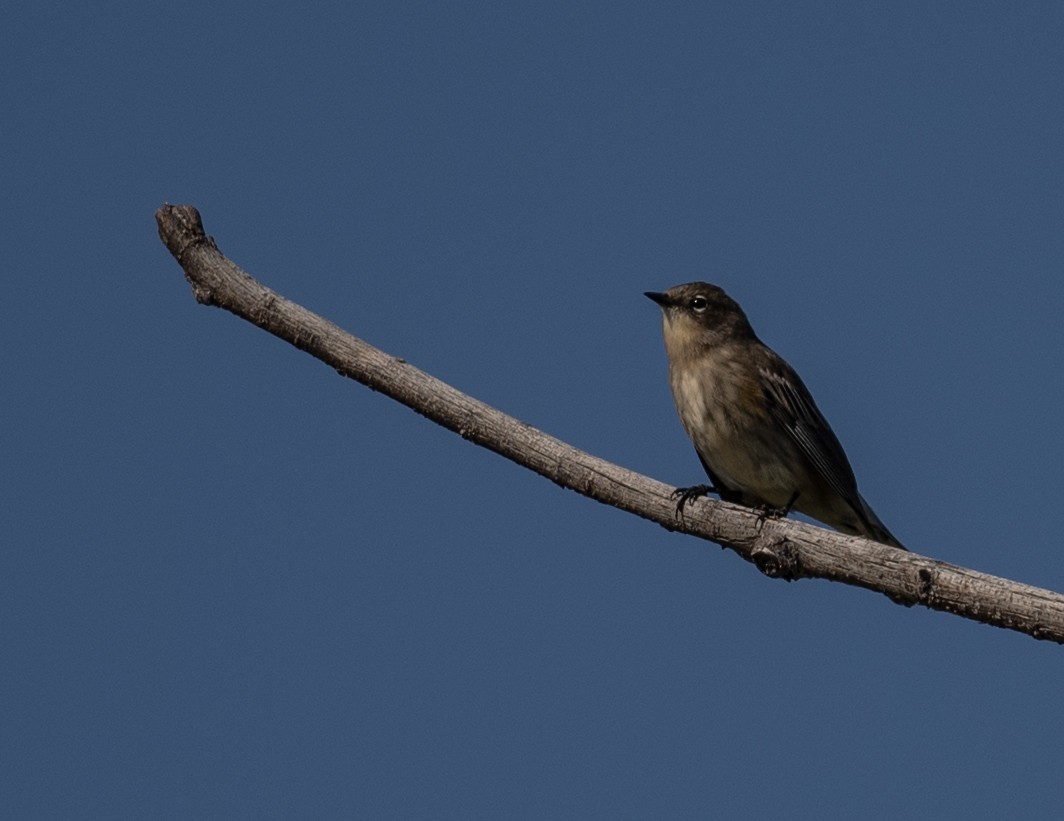 Yellow-rumped Warbler - ML643018344
