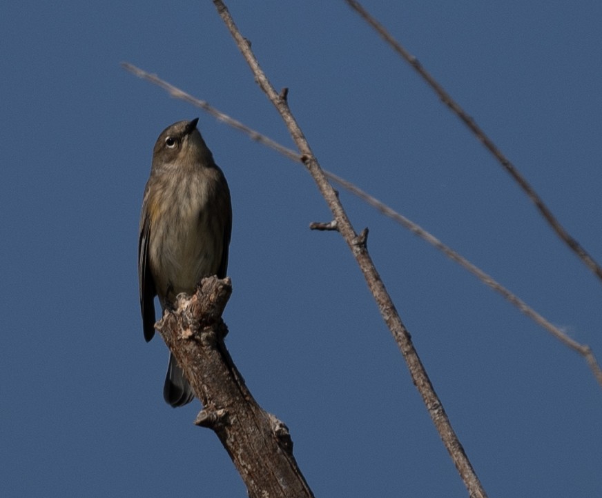 Yellow-rumped Warbler - ML643018345