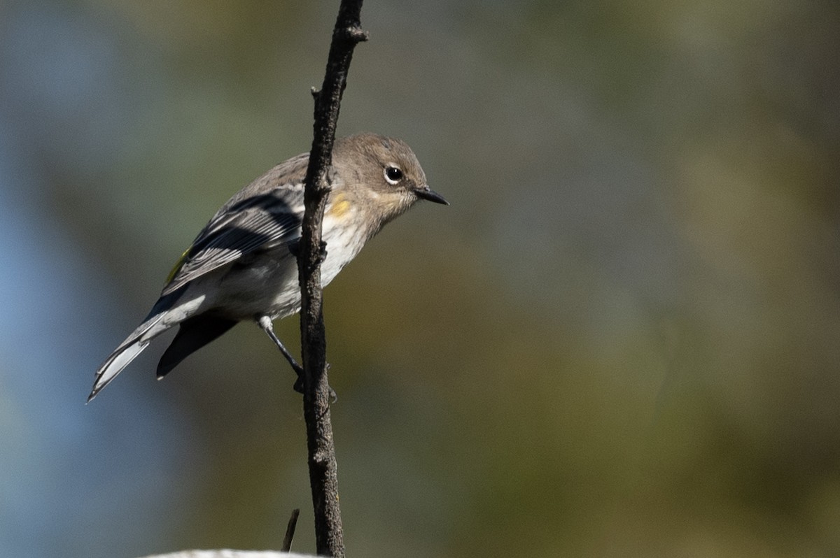 Yellow-rumped Warbler - ML643018346