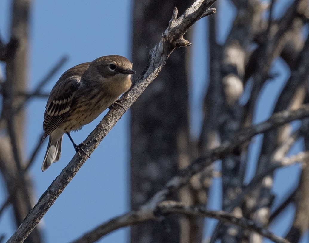 Yellow-rumped Warbler - ML643018347