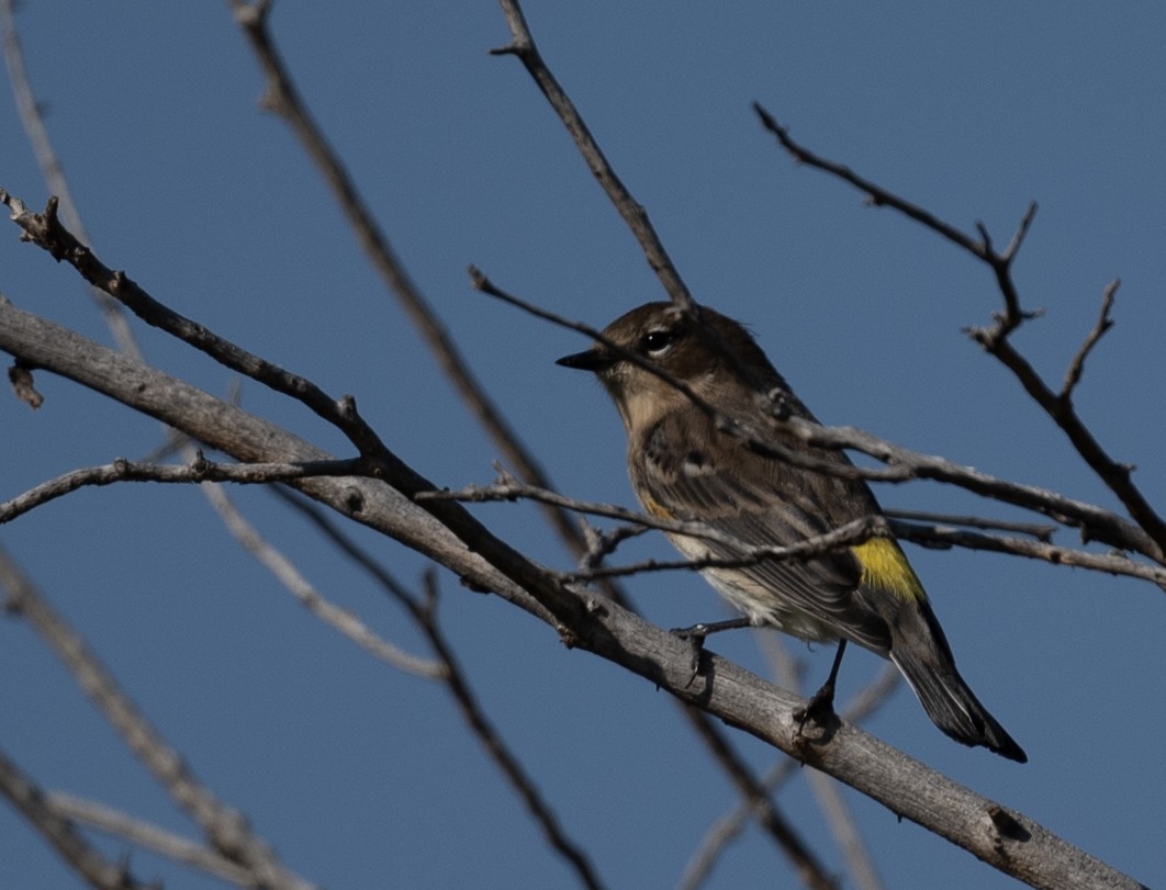 Yellow-rumped Warbler - ML643018348