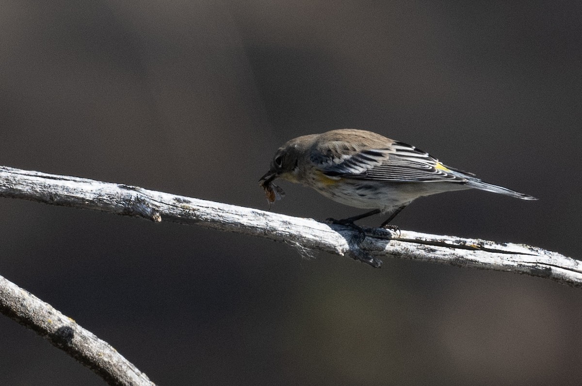 Yellow-rumped Warbler - ML643018349