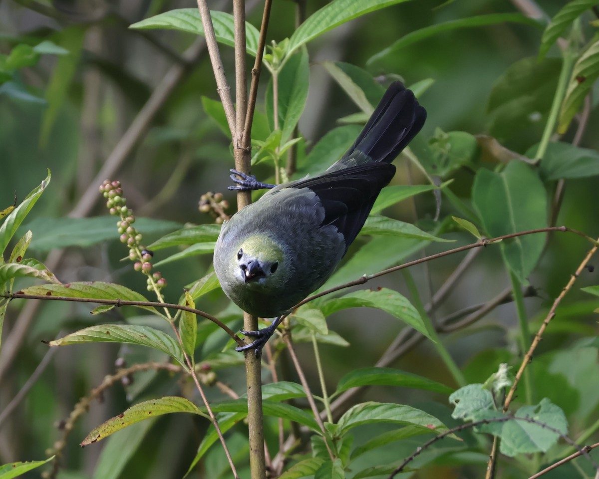 Palm Tanager - ML643018353