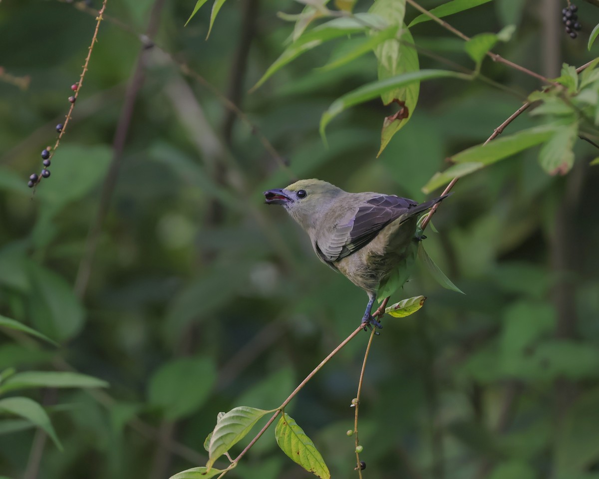Palm Tanager - ML643018354