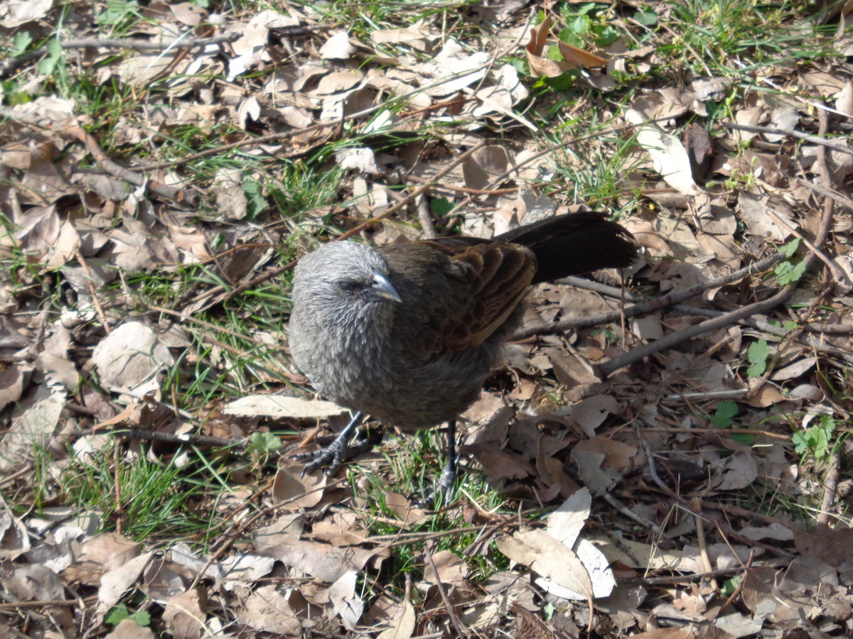 Apostlebird - ML643018355