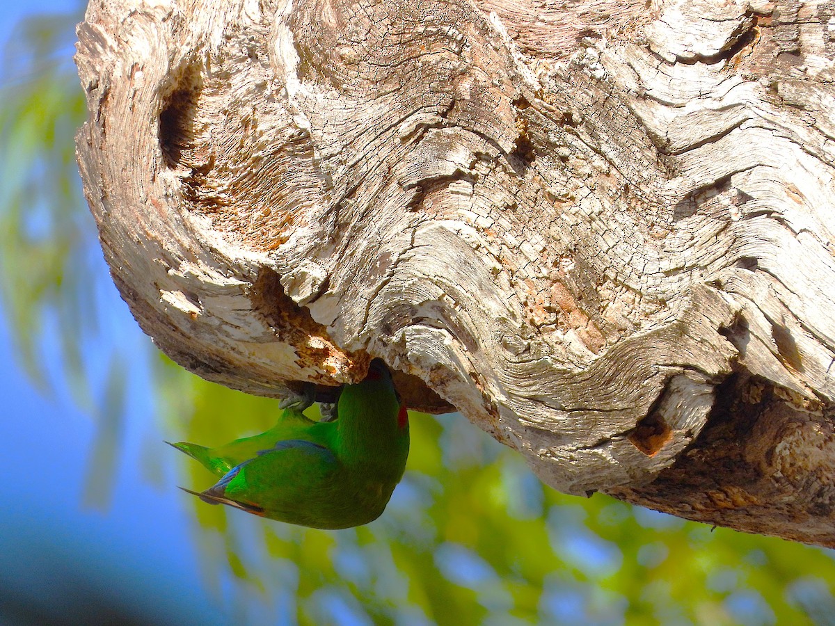 Double-eyed Fig-Parrot - ML643018356