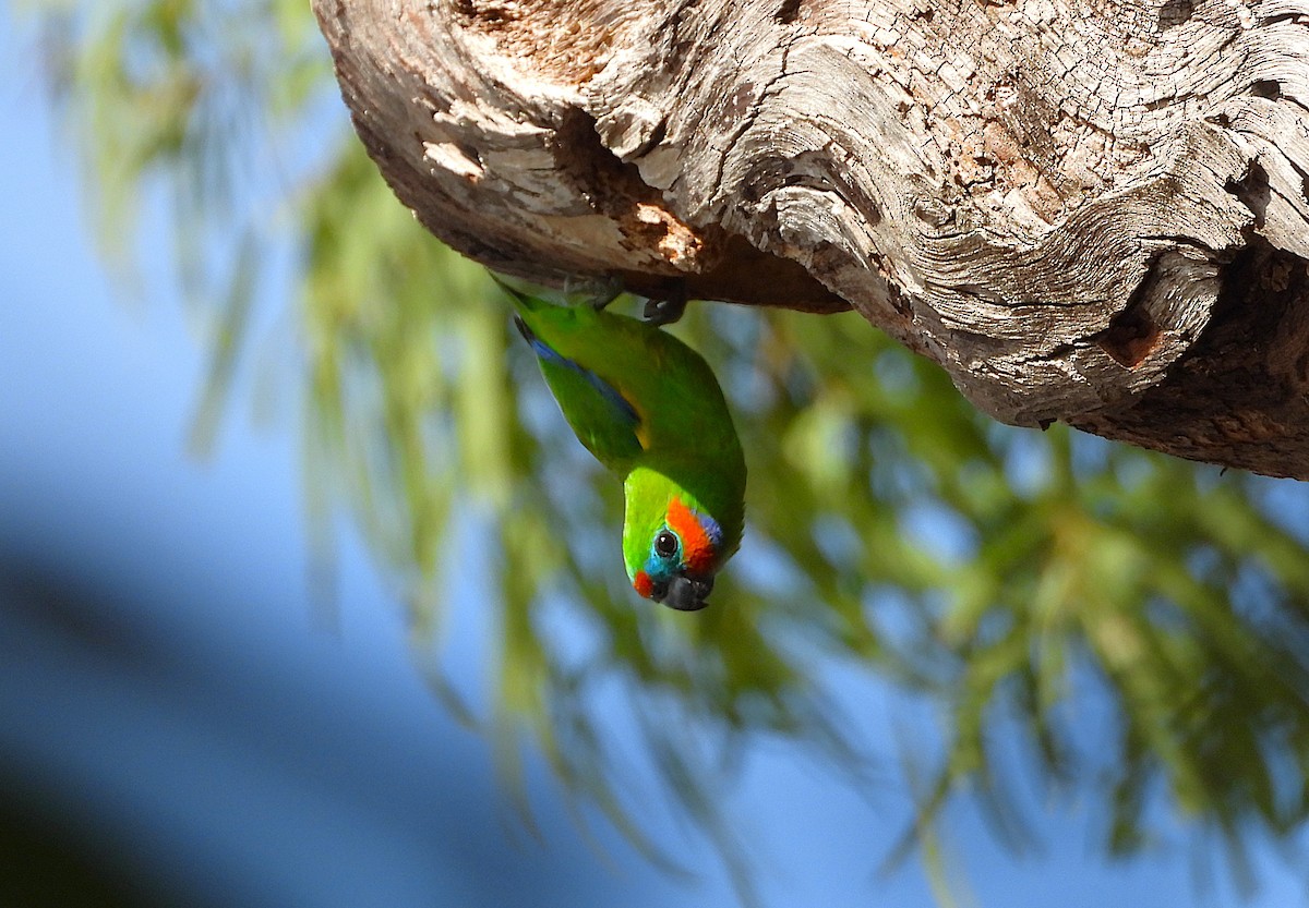 Double-eyed Fig-Parrot - ML643018357