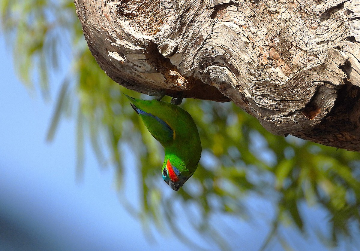 Double-eyed Fig-Parrot - ML643018359