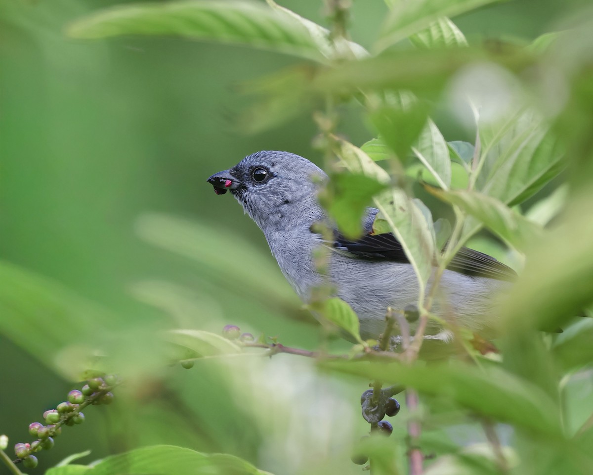 Plain-colored Tanager - ML643018361
