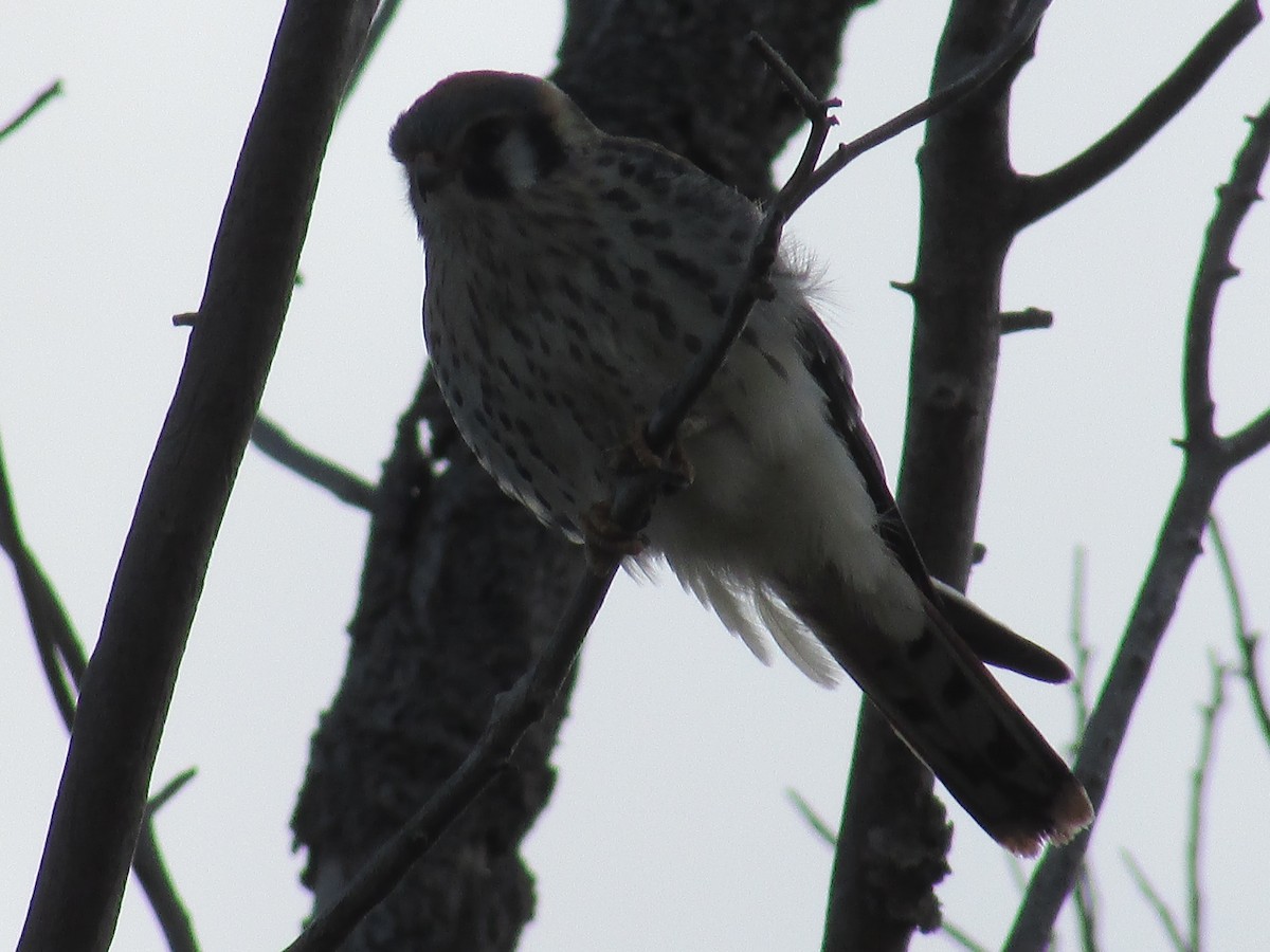 American Kestrel - ML643018367