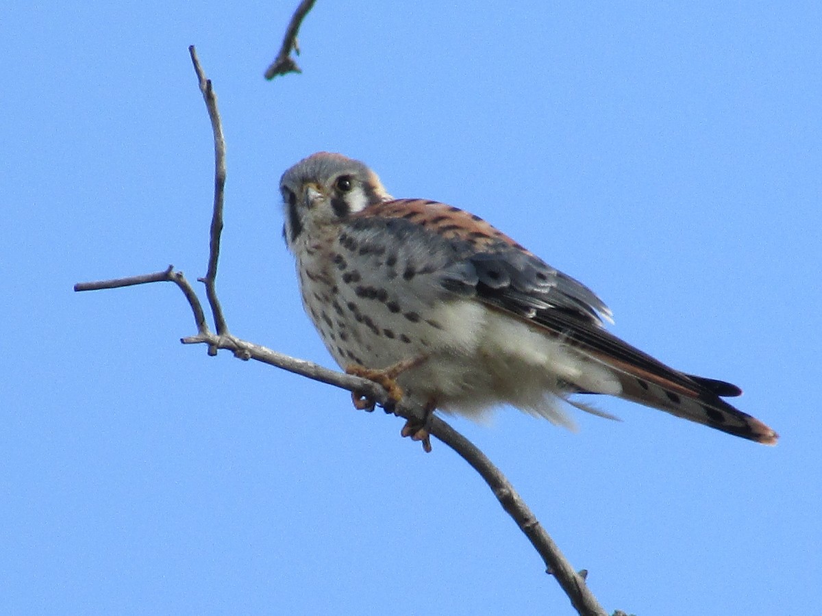 American Kestrel - ML643018368