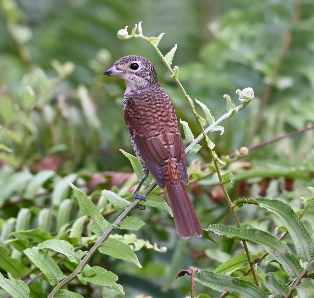Tiger Shrike - ML643018369