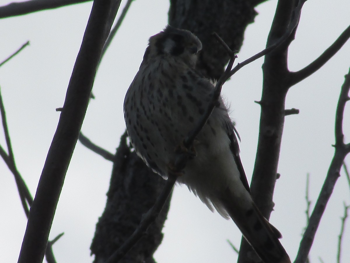 American Kestrel - ML643018370