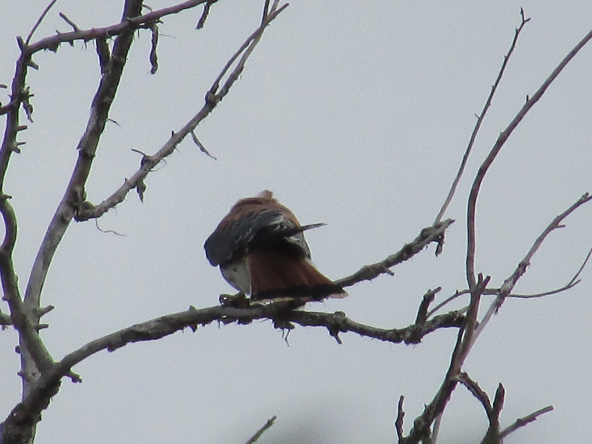 American Kestrel - ML643018371